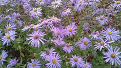 Aster xfrikartii  'Mönch' Frikarti aster